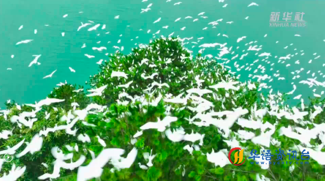 广东乳源生态之美迎白鹭纷飞