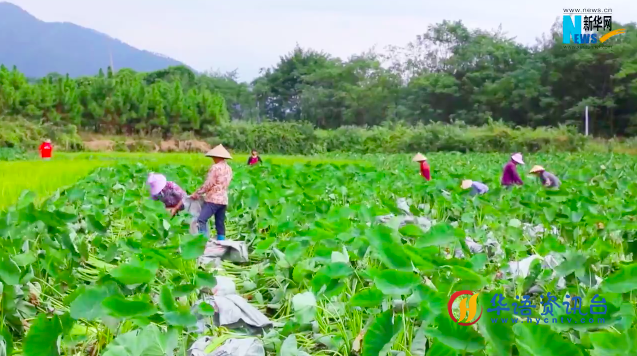 湖南江永：香芋采收正当时