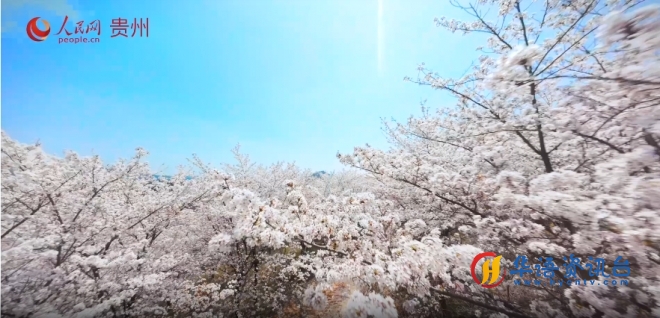追花记——黄腊乡的樱花开了